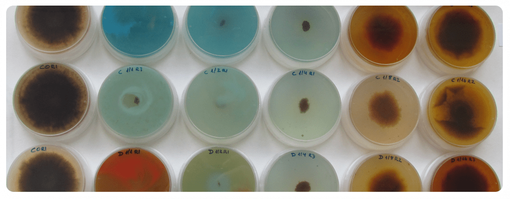 Assajos d’activitat in vitro